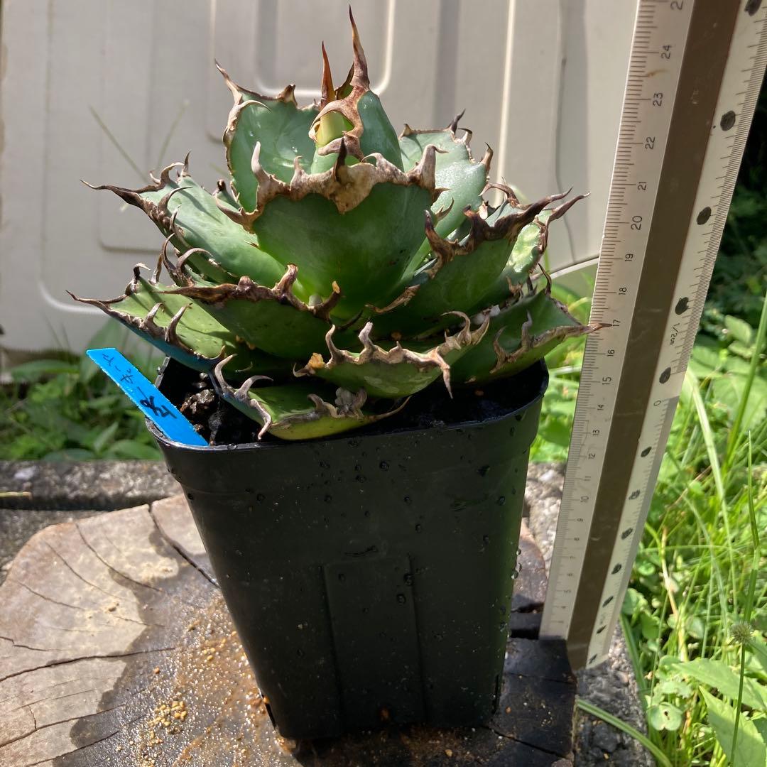 アガベ　シーザー　苗