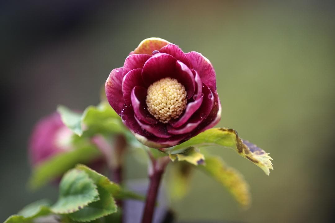 クリスマスローズ 開花株 DD小輪ソレイユhyb