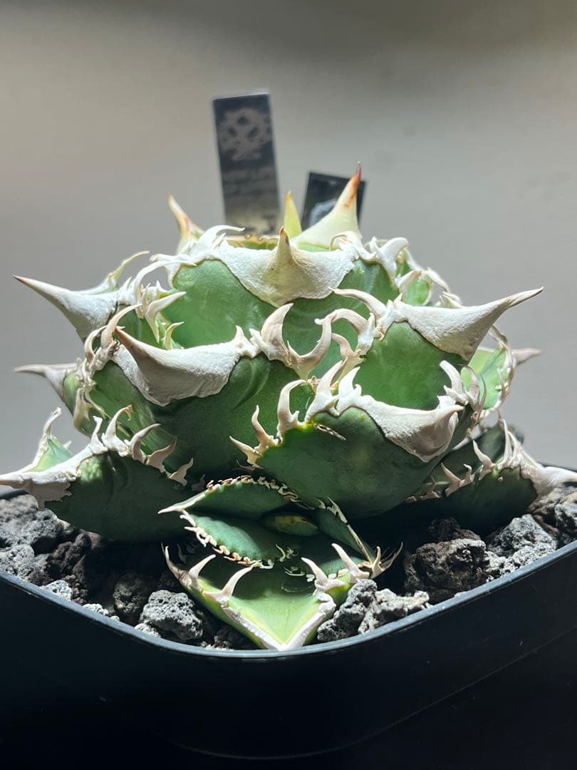 アガベ チタノタ　lize血統　大白鯊　ホホジロザメ