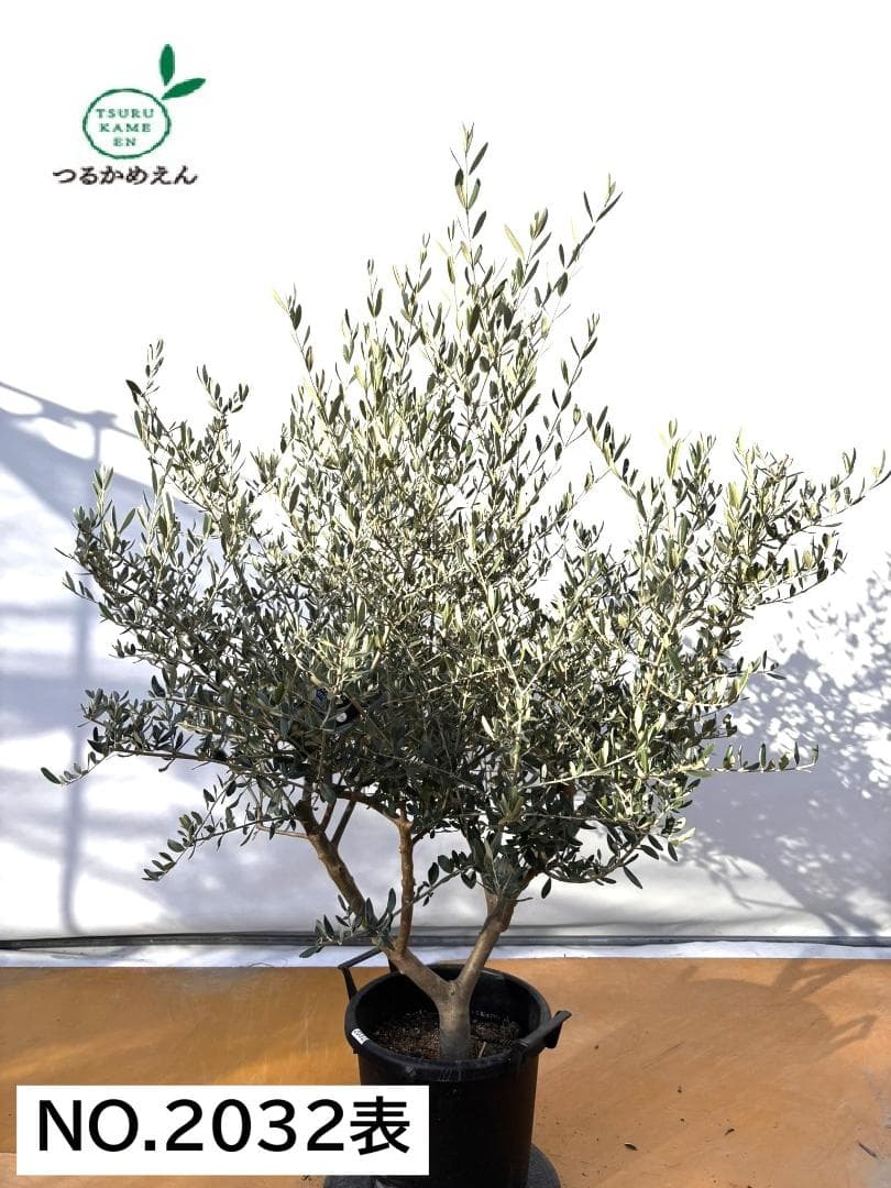 オリーブの木　コレッジョラ　約160cm　NO.2032　大型　現品掲載