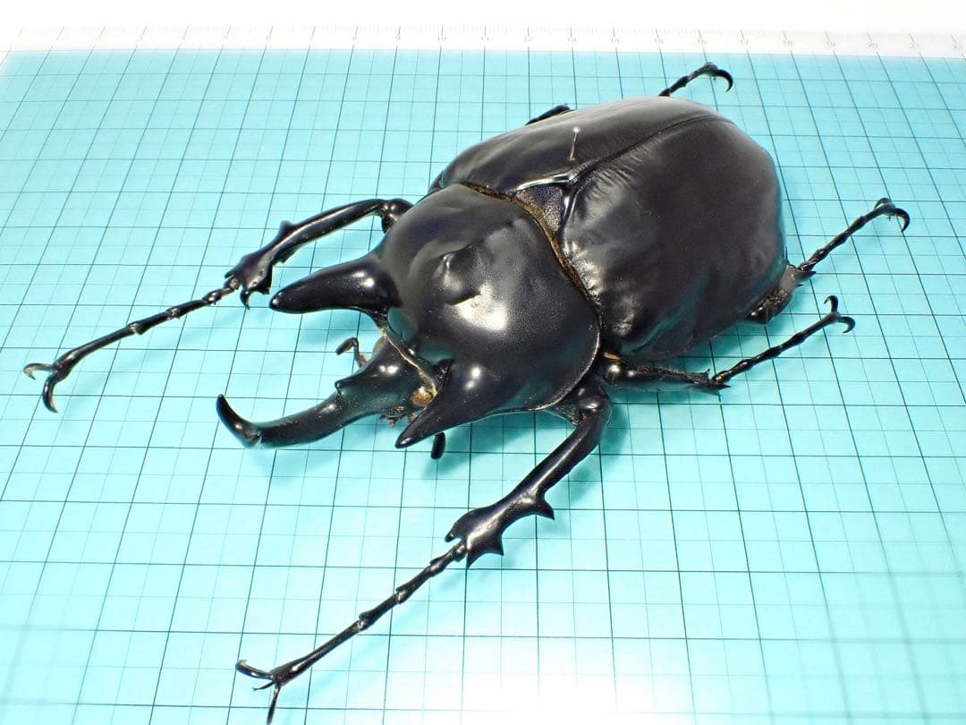 【標本】アクティオンゾウカブト　フレンチギアナ領産　102.2ミリ　野外品