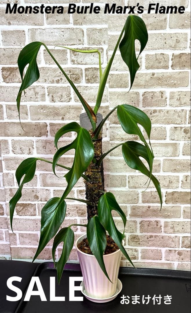 モンステラ バールマルクスフレーム ディラセラータ1