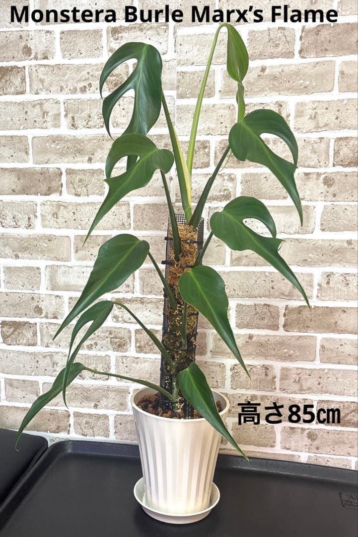 モンステラ バールマルクスフレーム ディラセラータ1