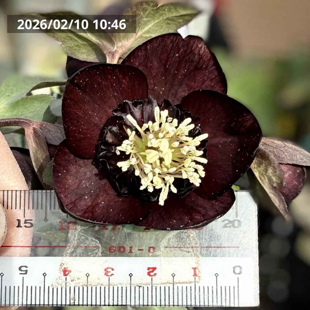 ■加藤農園■ 今季株分け クリスマスローズ メルカリ便