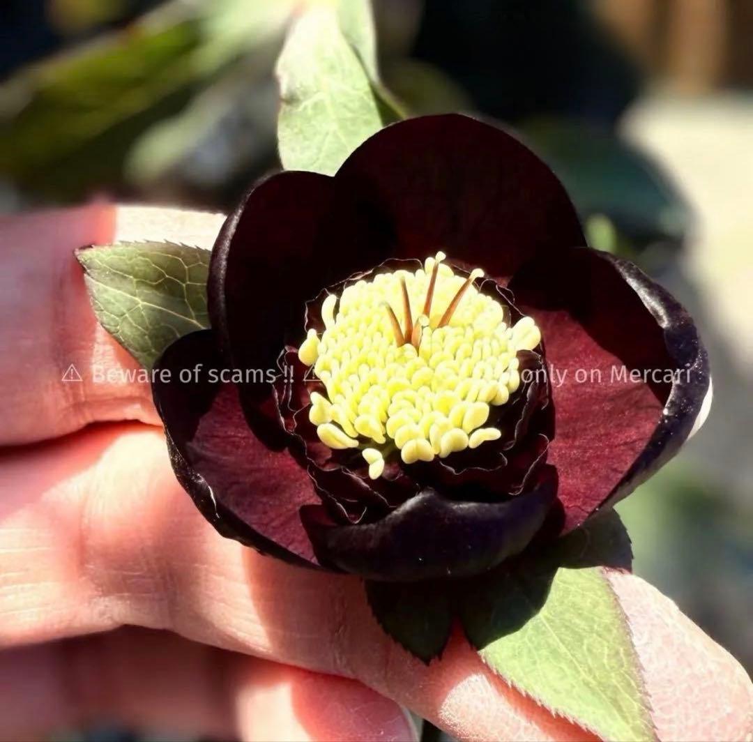 ■加藤農園■ 今季株分け クリスマスローズ メルカリ便