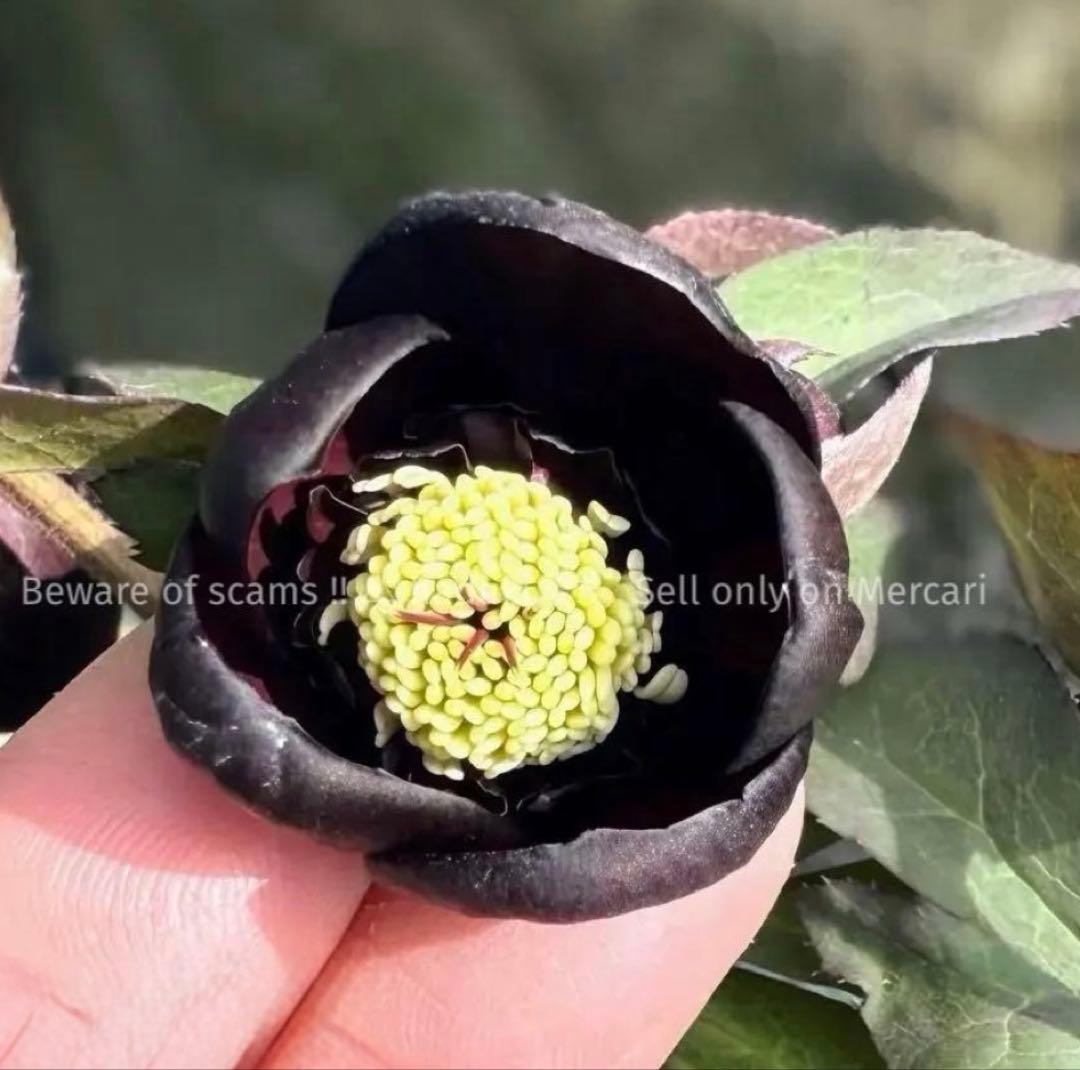 ■加藤農園■ 今季株分け クリスマスローズ メルカリ便