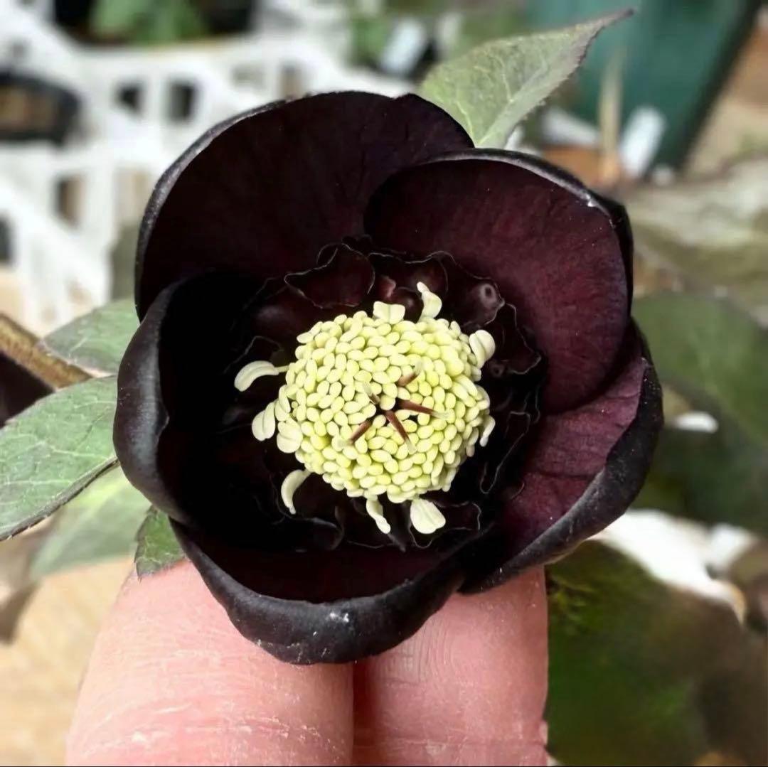 ■加藤農園■ 今季株分け クリスマスローズ メルカリ便