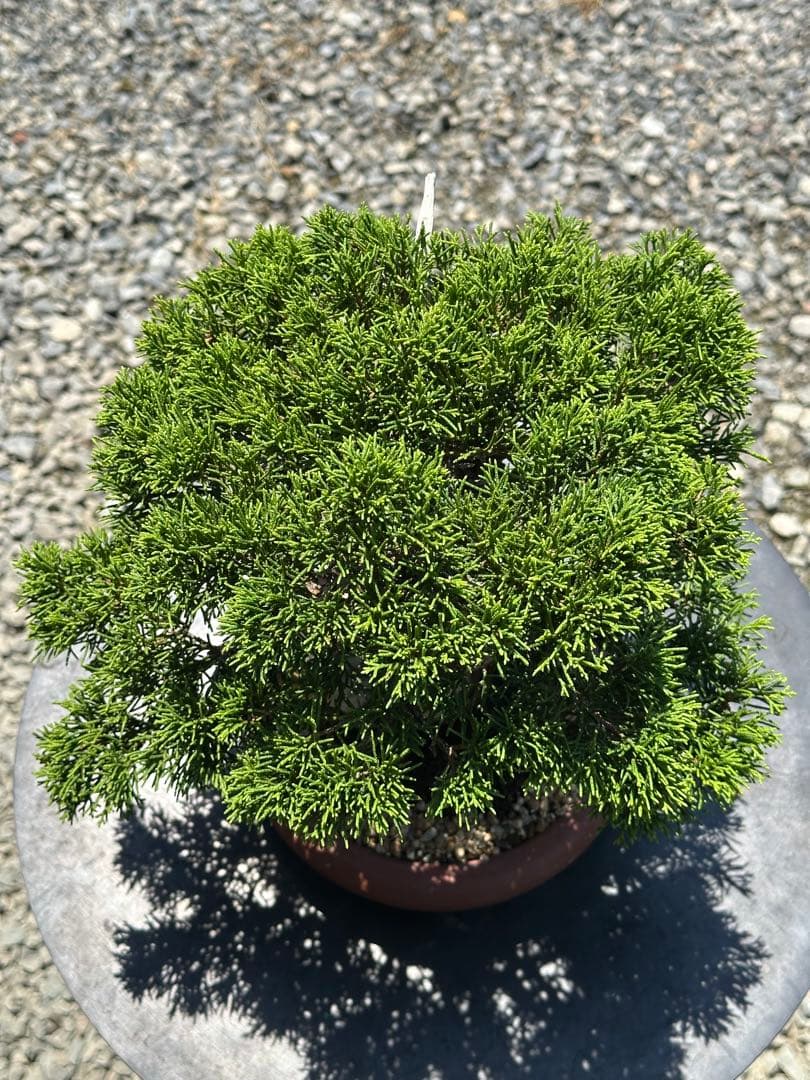 盆栽 糸魚川真柏 太幹 貴風サイズ-5