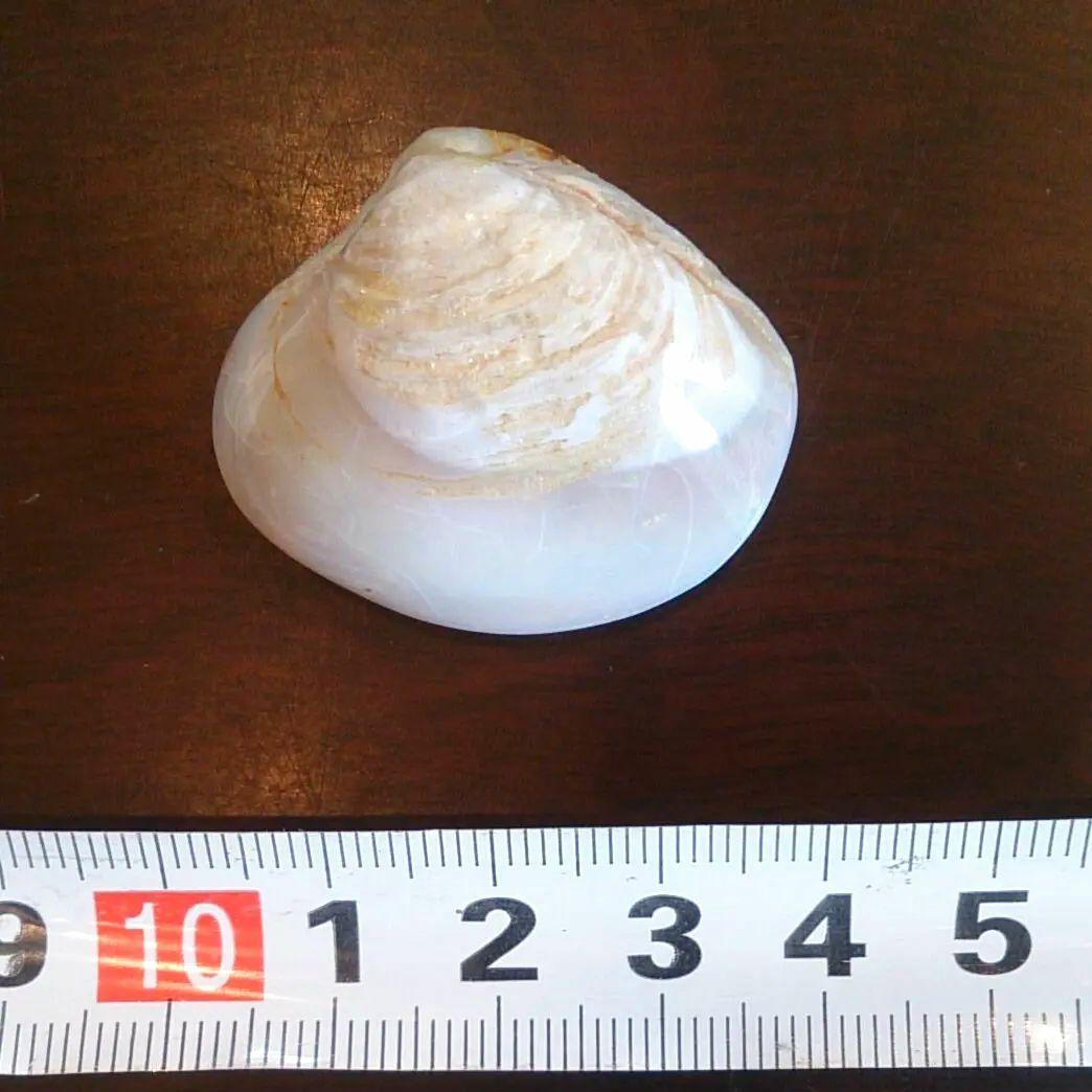 オパール化石　オーストラリアオパール