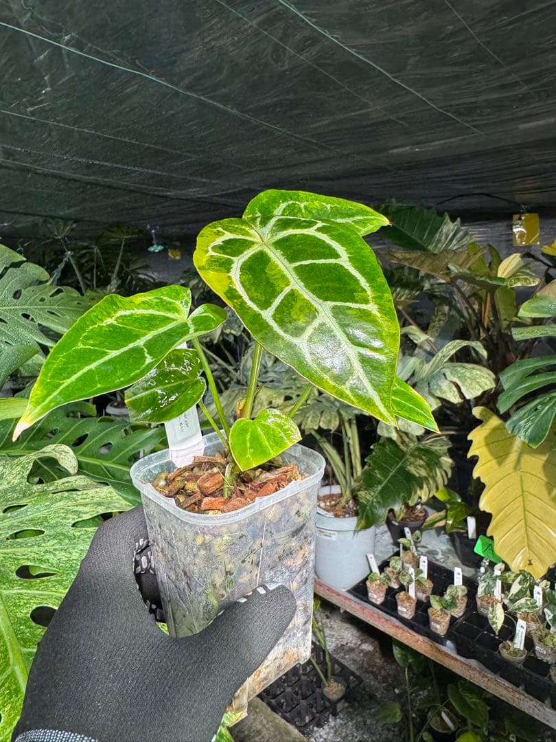 アンスリウム　ミシェル　x クリスタル　シルバー　レア交配　美斑入り　送料込み