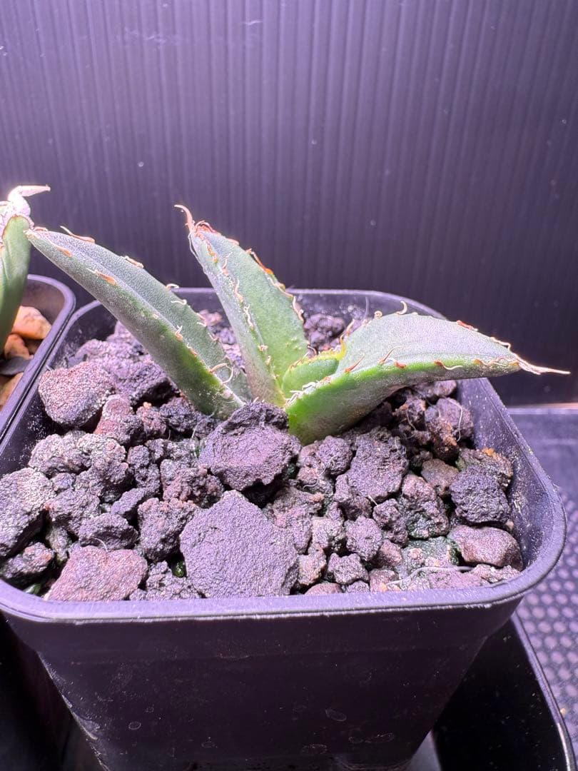 タ*カ様 2026 初売り アガベ オテロイ実生 等 No.4