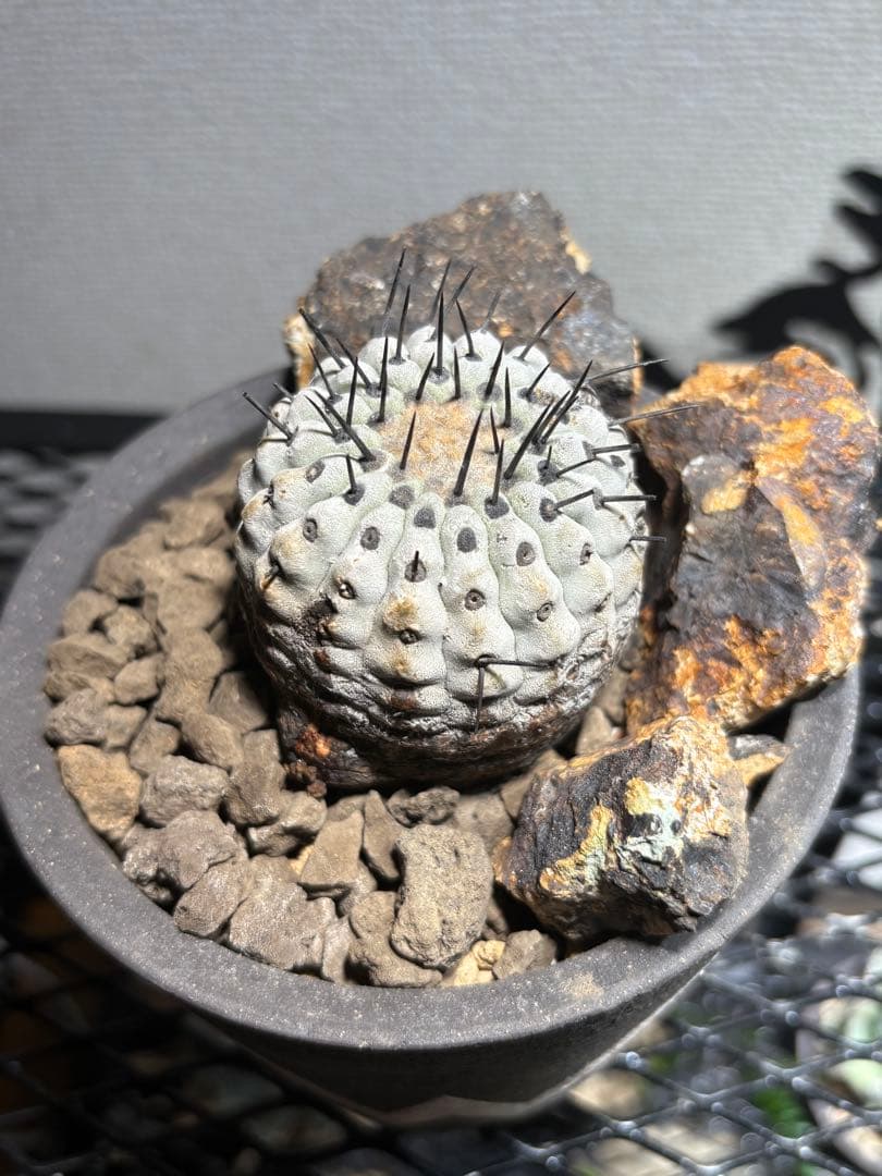 黒王丸 現地球 発根済み　コピアポア シネレア Copiapoa