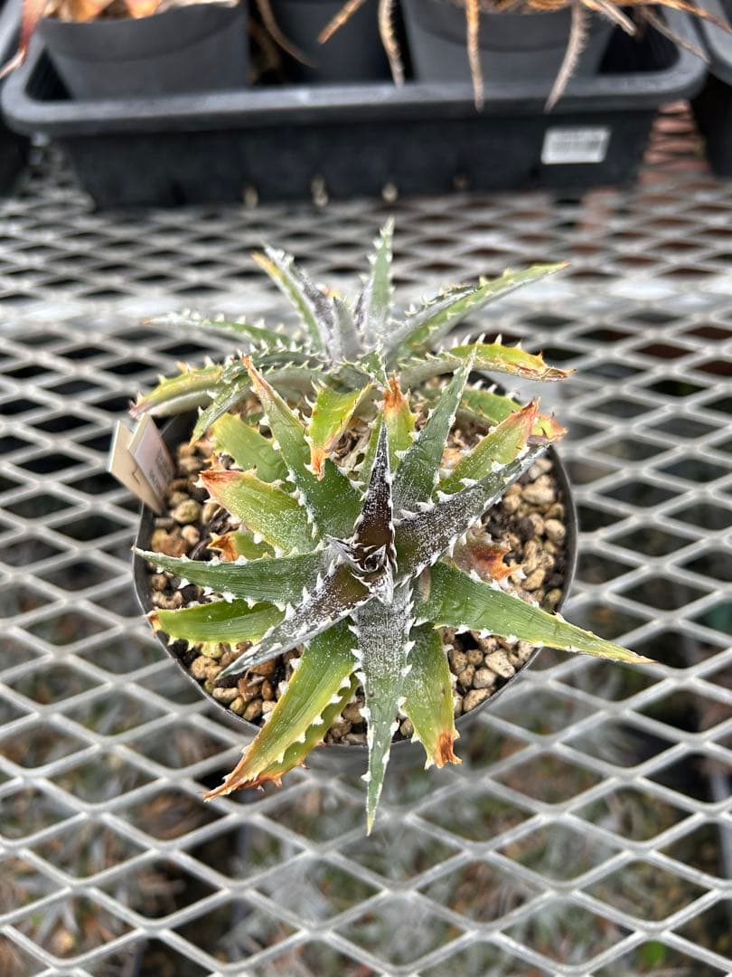 DBディッキア Dyckia Bill Baker hybrid #128 ⑵