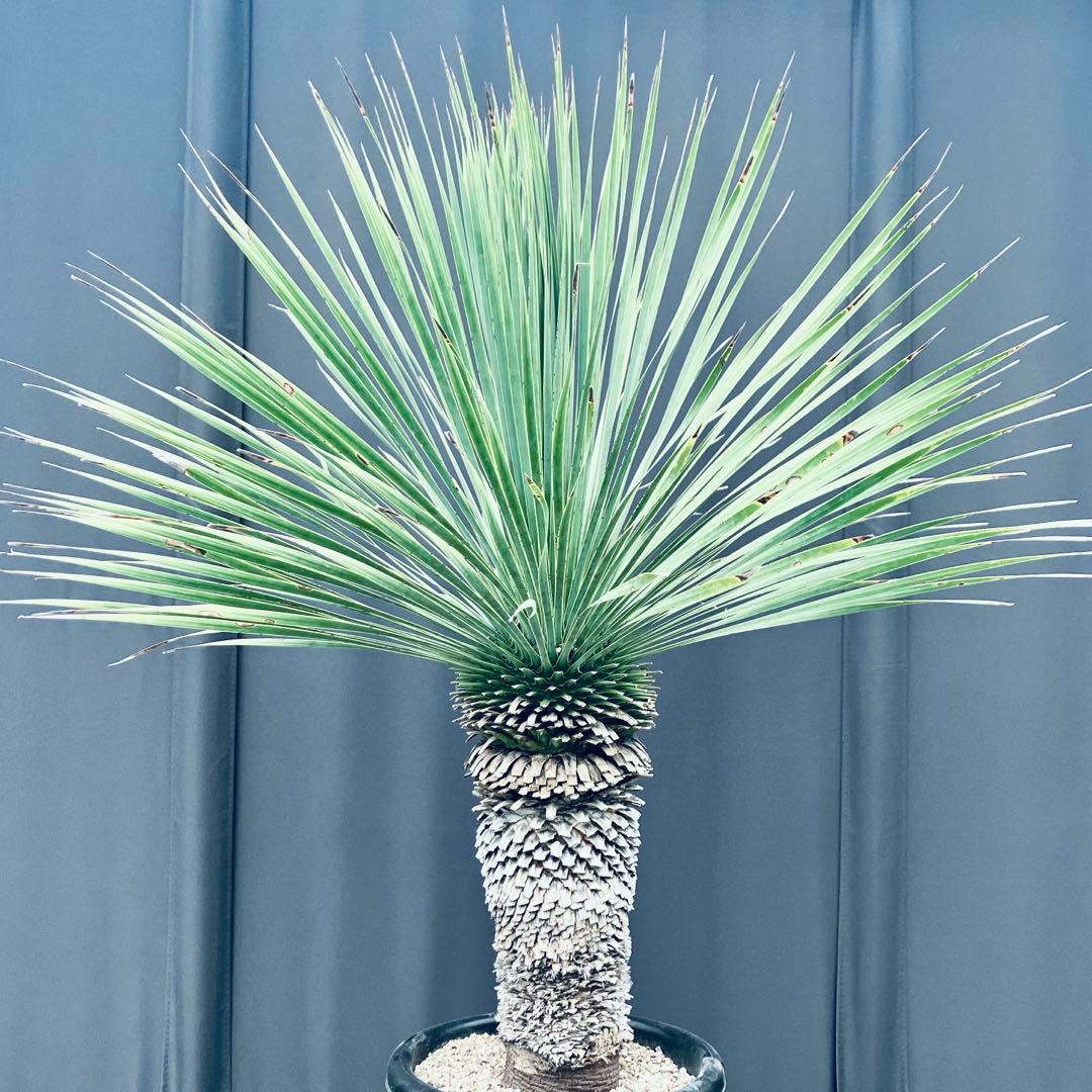 ユッカ ロストラータ　発根済　極太　TR23