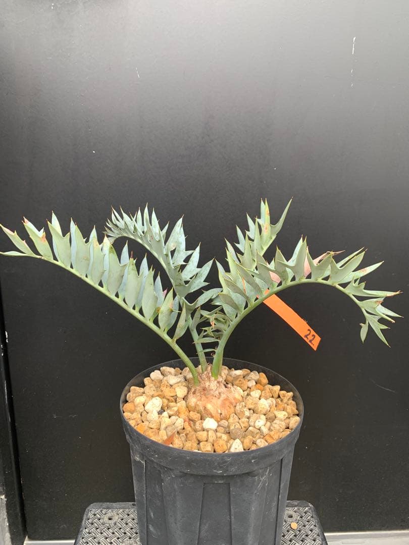 【葉性良】エンセファラルトス・ホリダス｜横張り強・シャープ葉・有望株No4-22