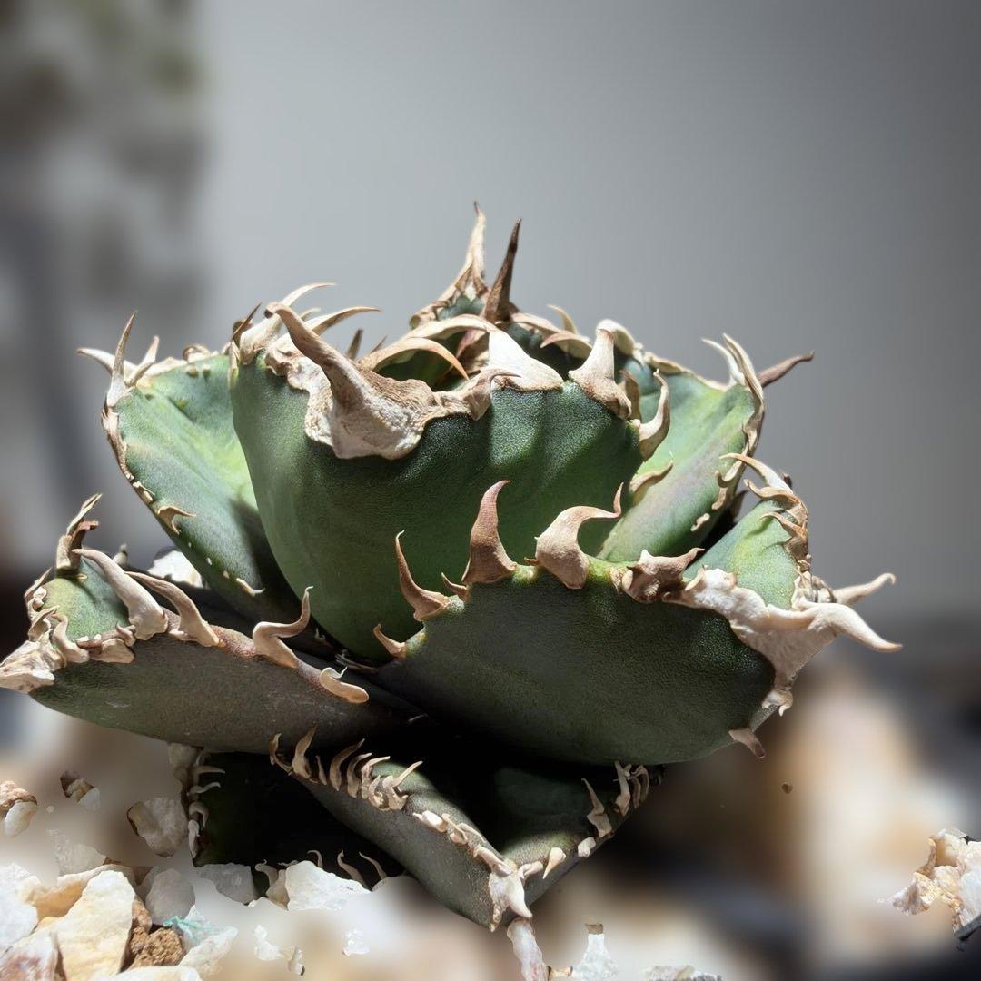 アガベチタノタ　金剛　キングコング　龍球会産OC ライセンスプランツさん株