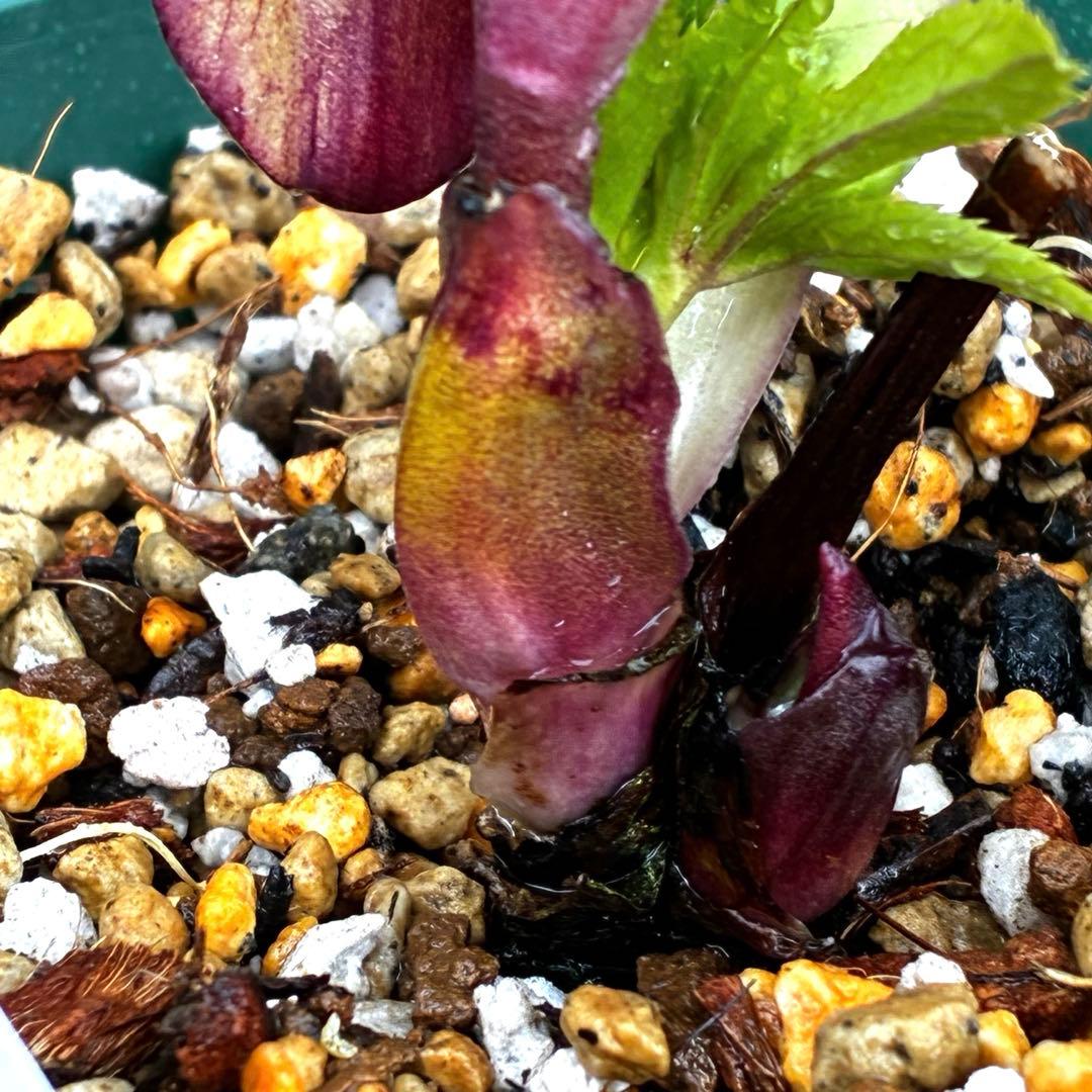 n*1様 3495☘️蕾花タグ付☘️SD⭐️トルカータスボスニアHYB⭐️￼超小