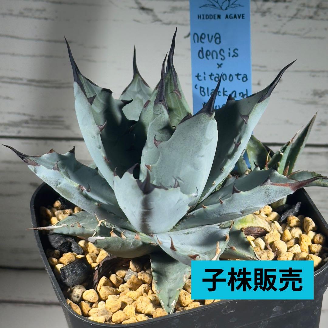 アガベ ハイブリッド ネバデンシスxBB 子株