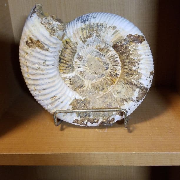 アンモナイト化石