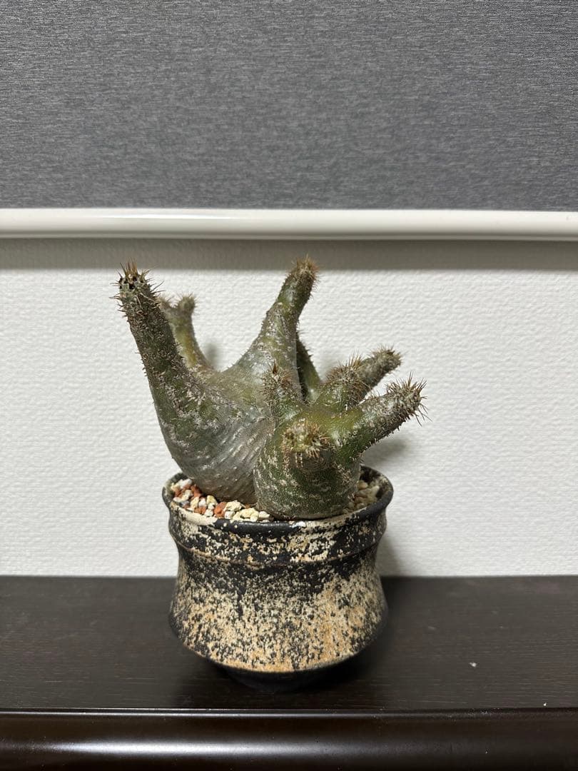 パキポディウムグラキリス　三頭株　発根済