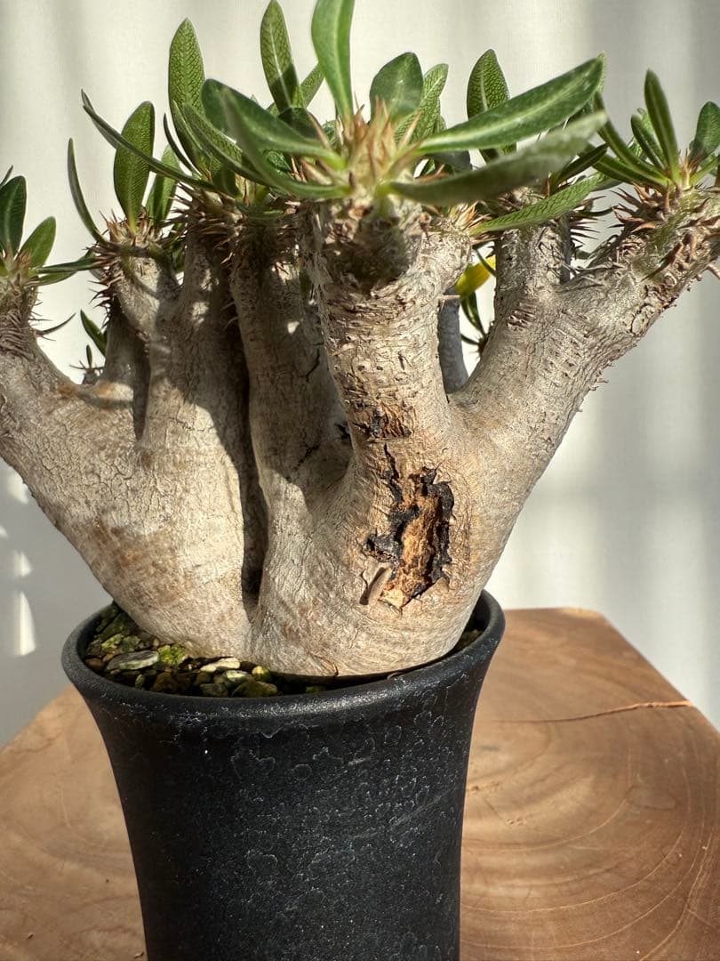 パキポディウム ブレビカリックス 良型 現地球 発根済み