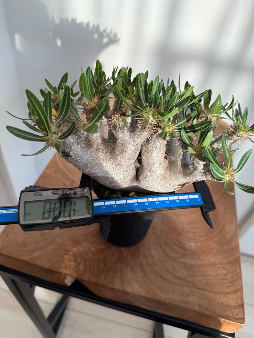 パキポディウム ブレビカリックス 良型 現地球 発根済み