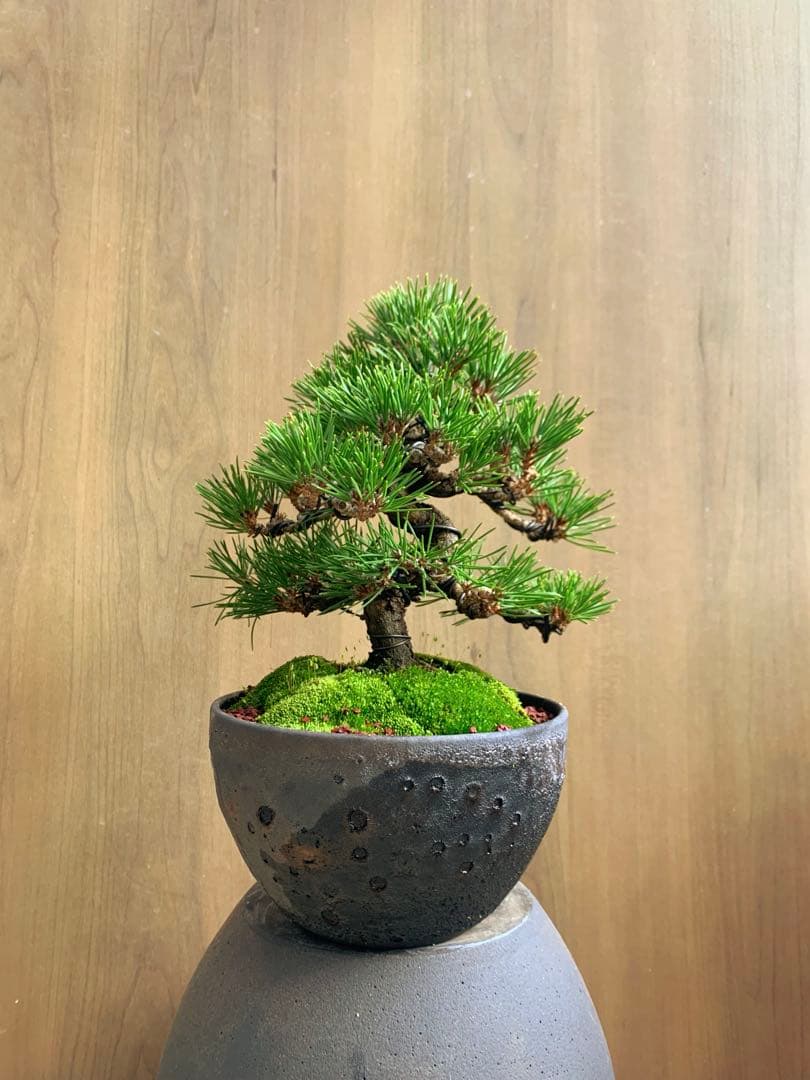 黒松　小品盆栽