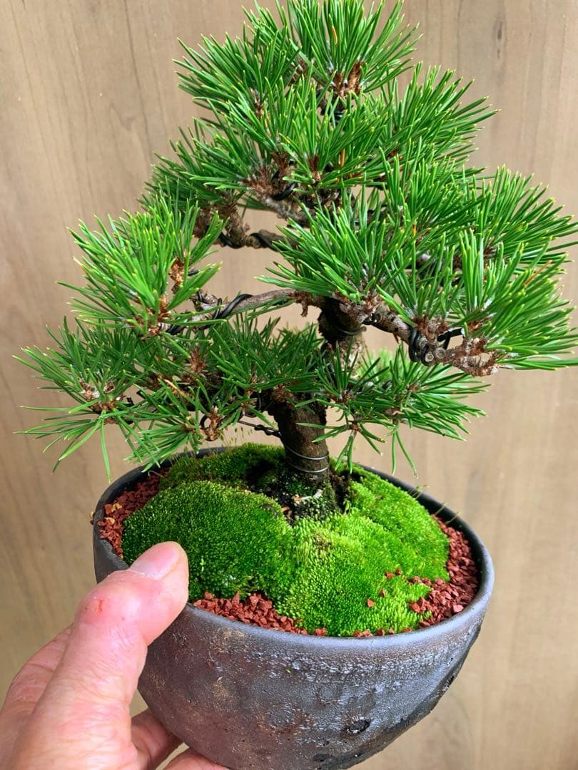 黒松　小品盆栽