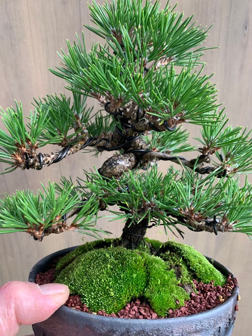 黒松　小品盆栽