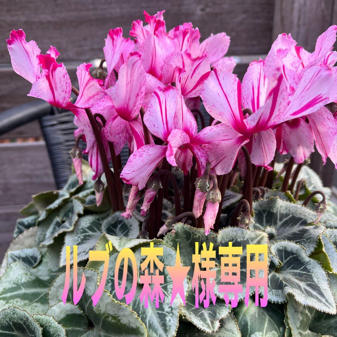 ルブの森★ 限定　特大　シクラメン　希少　ハーレーカイン　６号　蕾多数