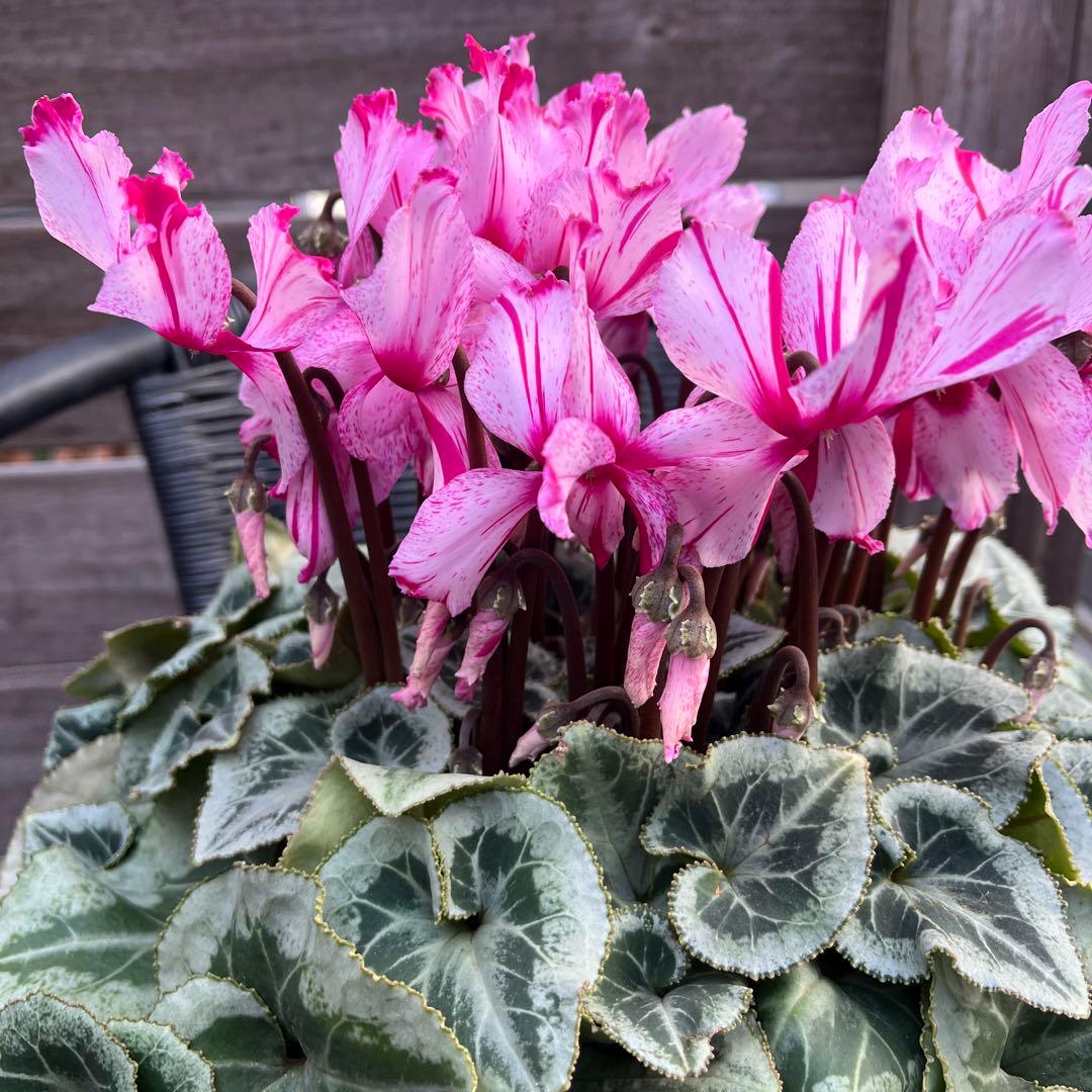 ルブの森★ 限定　特大　シクラメン　希少　ハーレーカイン　６号　蕾多数