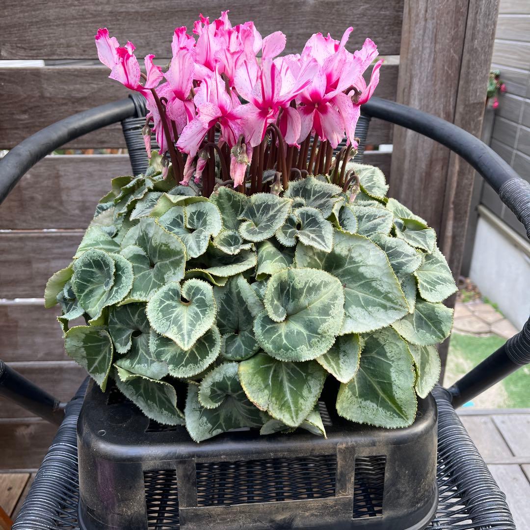 ルブの森★ 限定　特大　シクラメン　希少　ハーレーカイン　６号　蕾多数