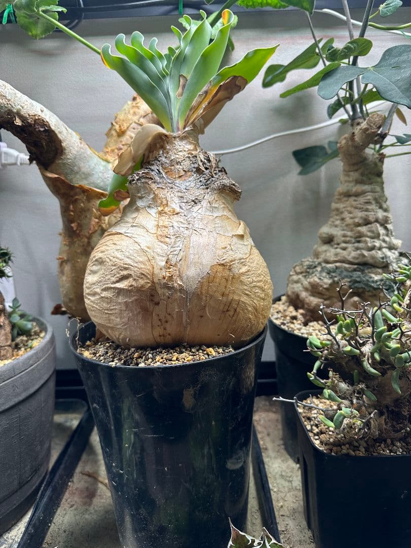 コレクション株 ブーファン ハエマンソイデス 発根済 特大サイズ ※鉢ごと発送