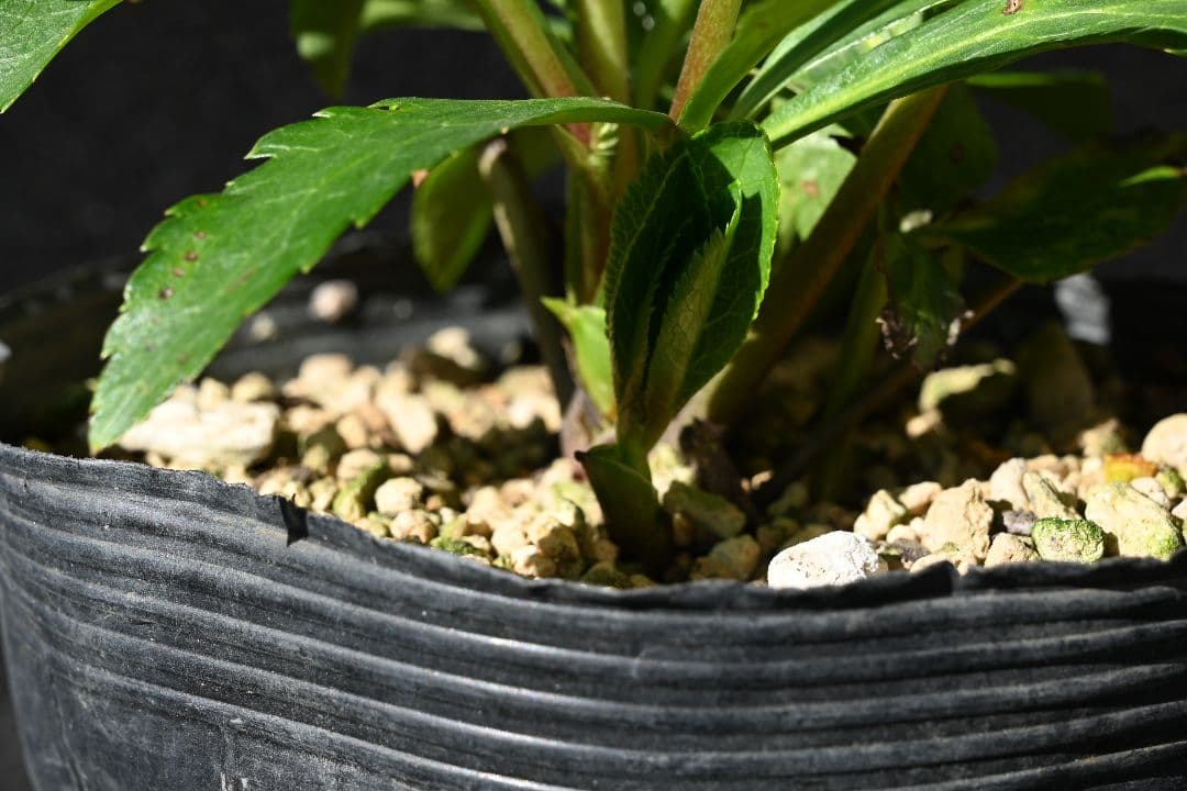 クリスマスローズ　訳あり認定Wild　Collection　加藤農園