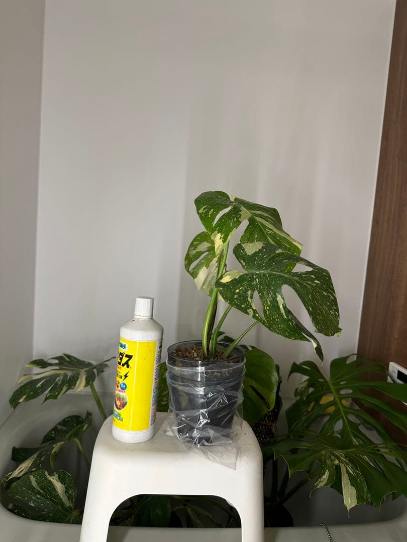 モンステラデリシオーサクリームブリュレ5号鉢 中株