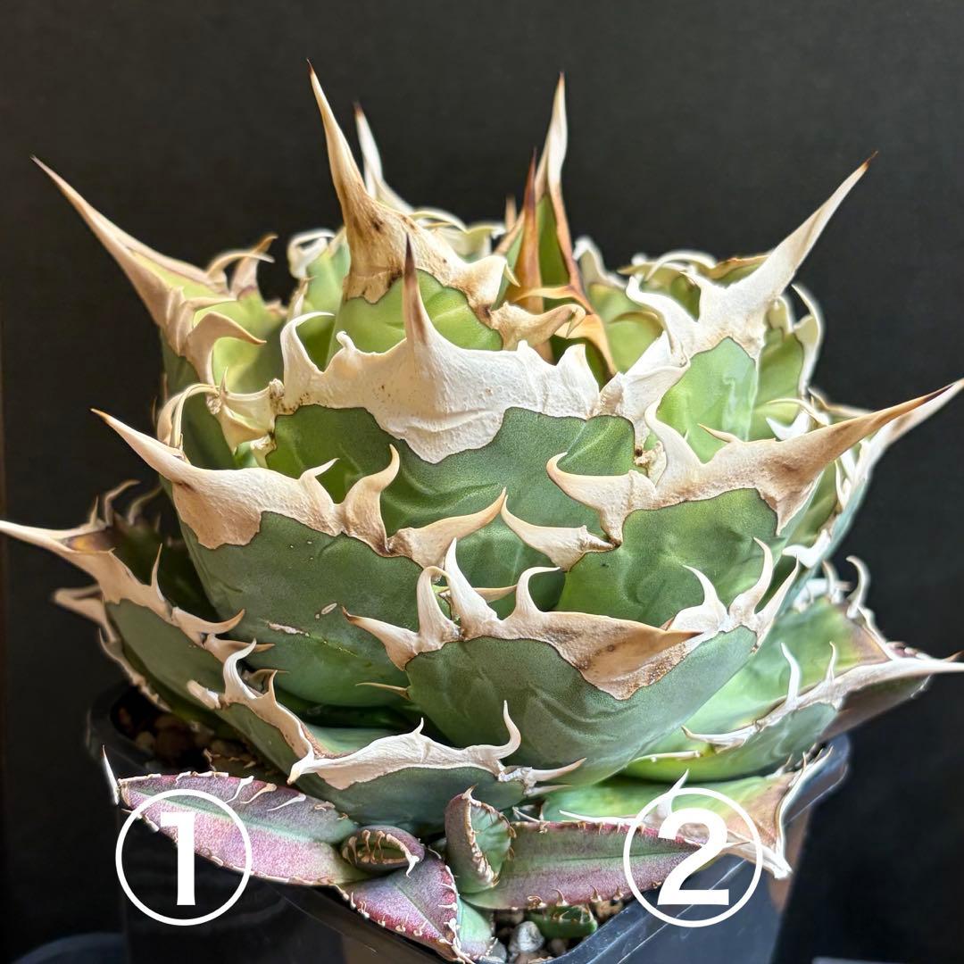 アガベ Agave / OAXACA