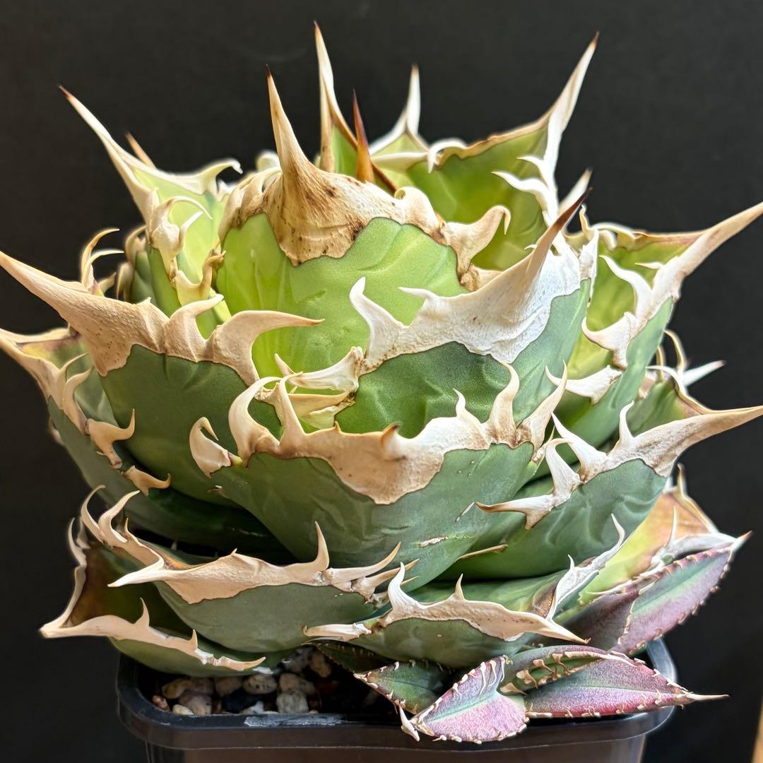 アガベ Agave / OAXACA