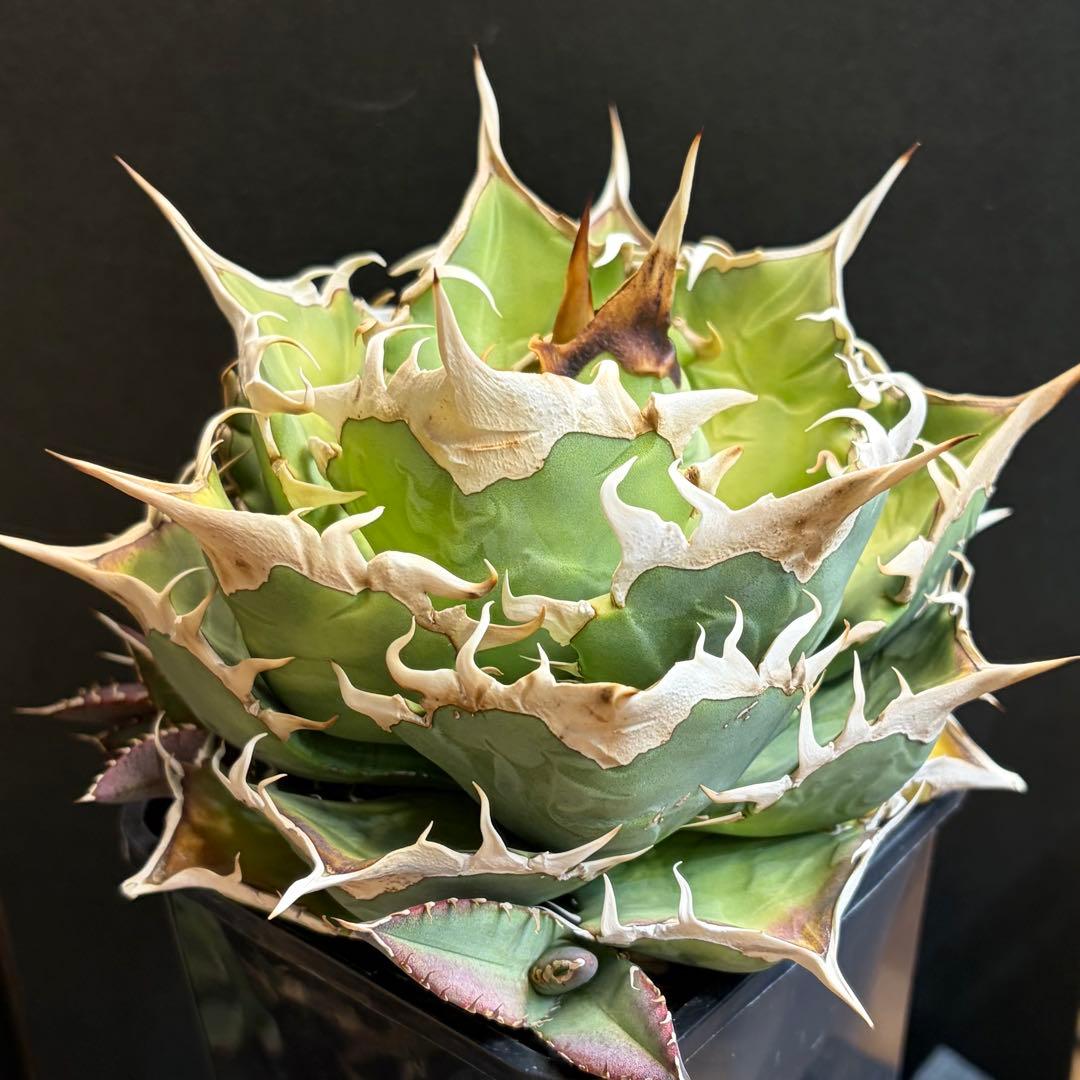 アガベ Agave / OAXACA