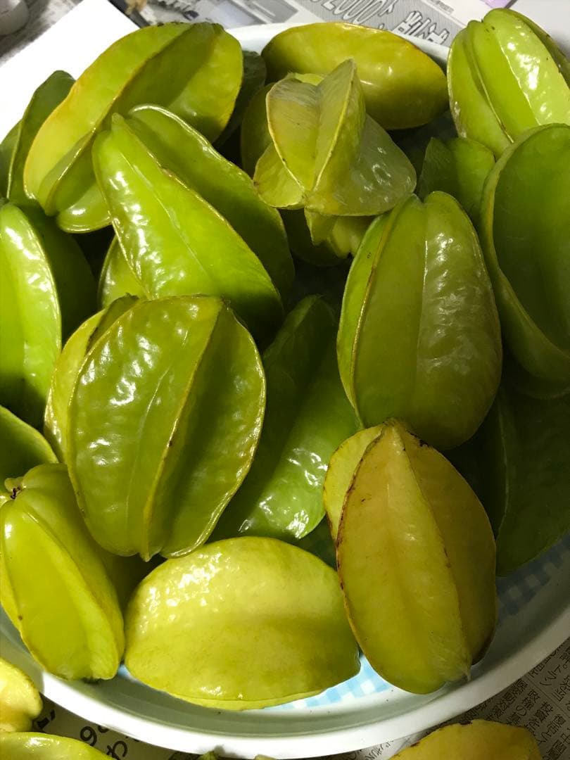 スターフルーツ　取り木苗木　1株