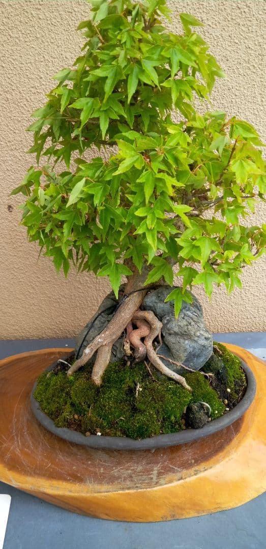 貴風盆栽石付きの楓