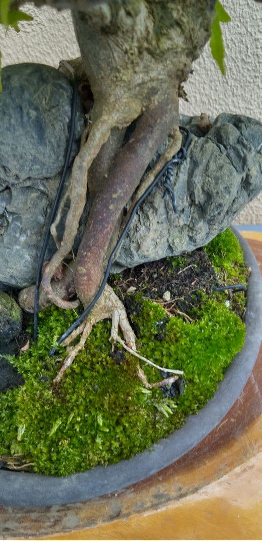 貴風盆栽石付きの楓