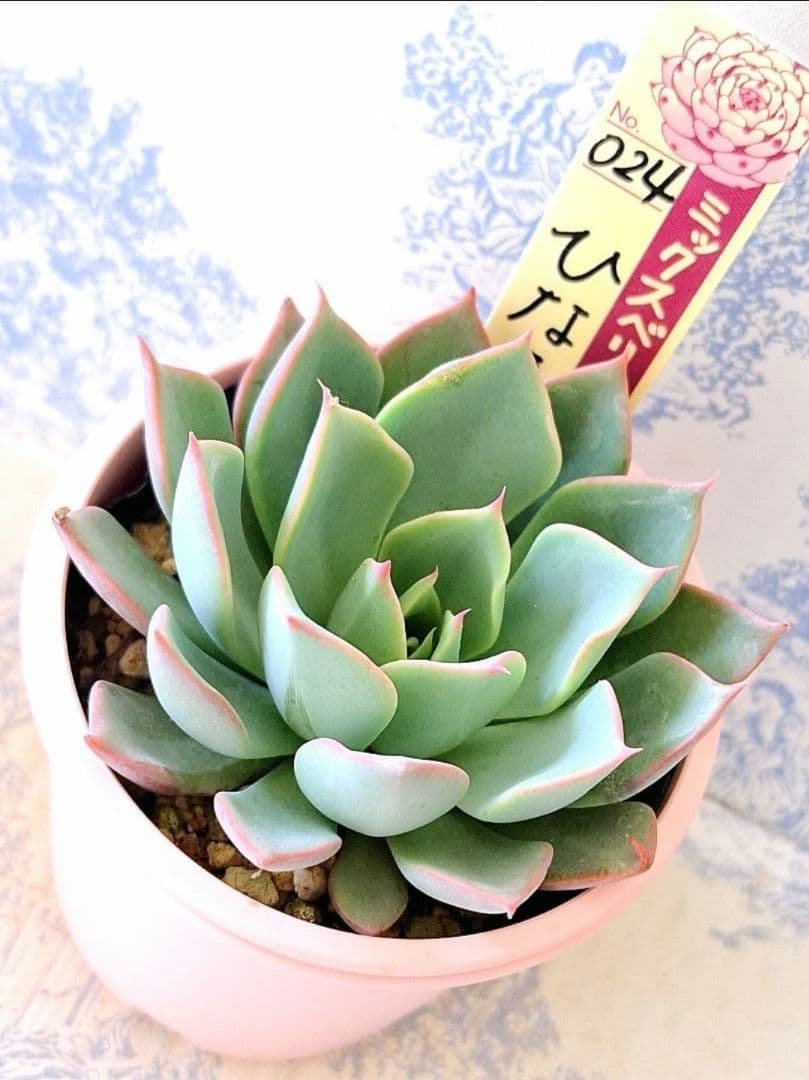 ꕤclara*様 リクエスト 4点 まとめ商品