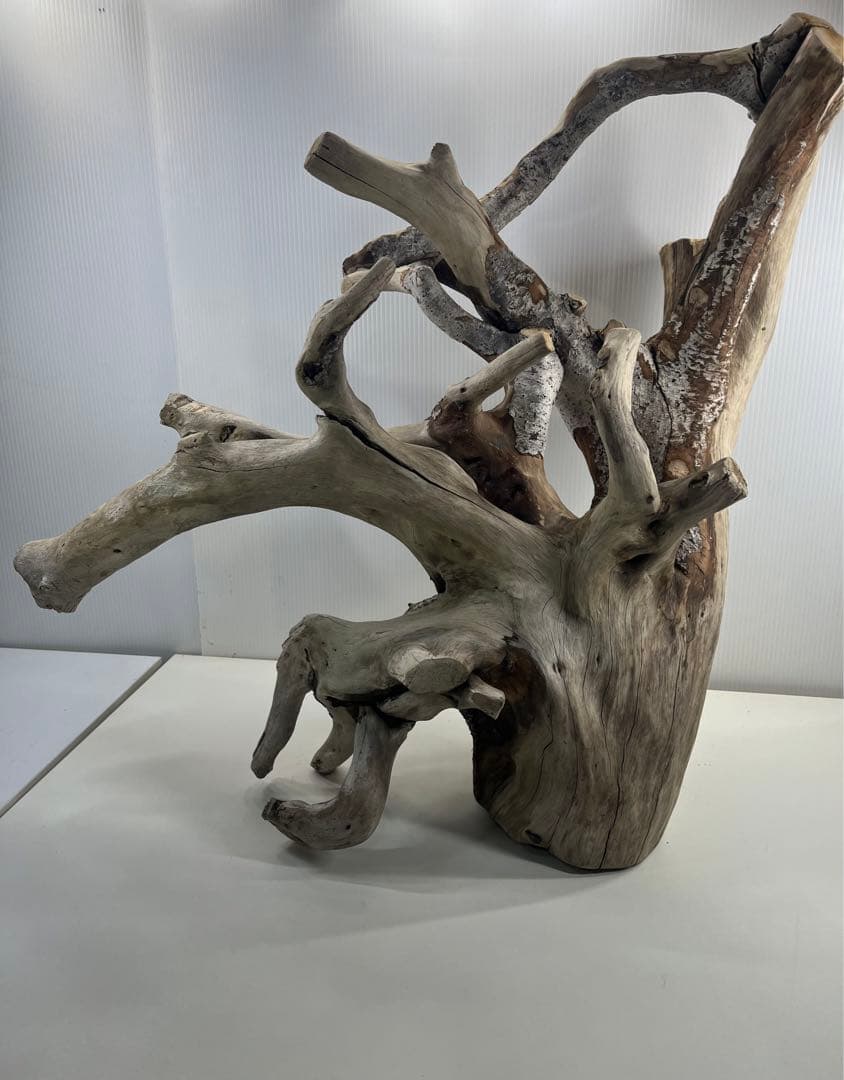 W21特大流木 アク抜き済み流木 爬虫類シェルター 止まり木 バードアスレチック