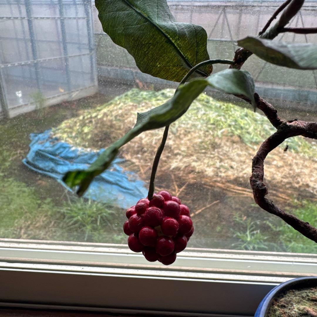 人工植物 盆栽風 緑 赤