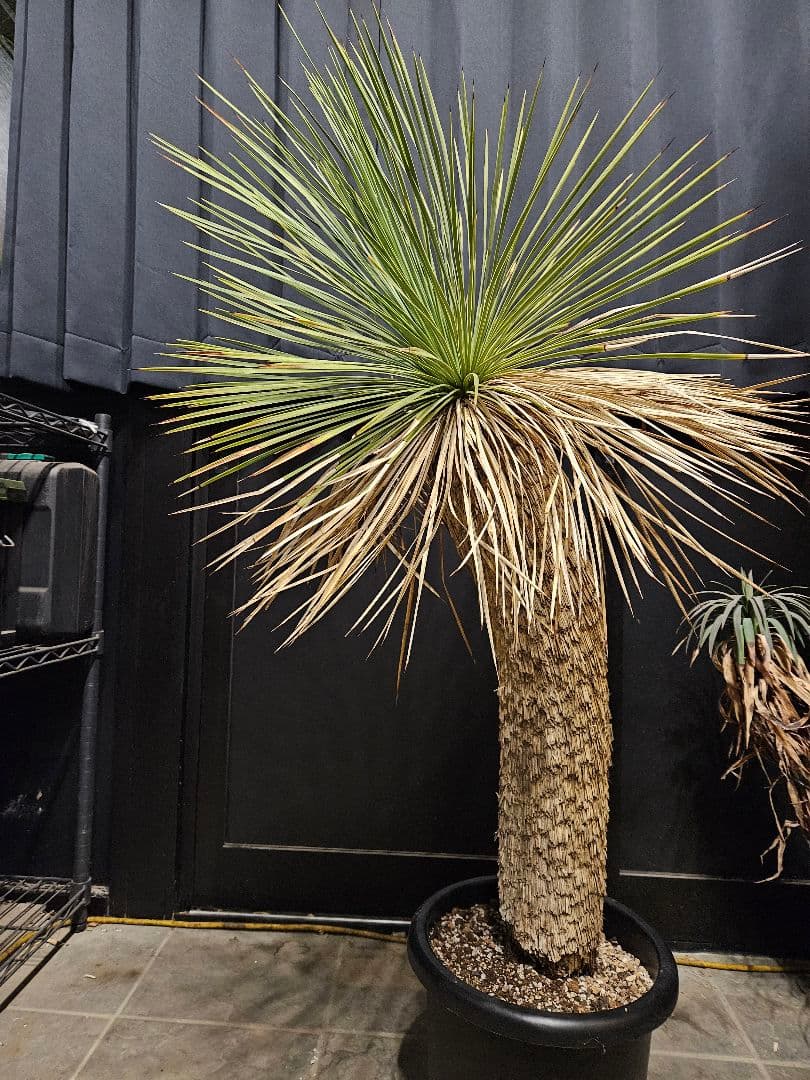 ユッカ リネアリフォリア (お)曲がり