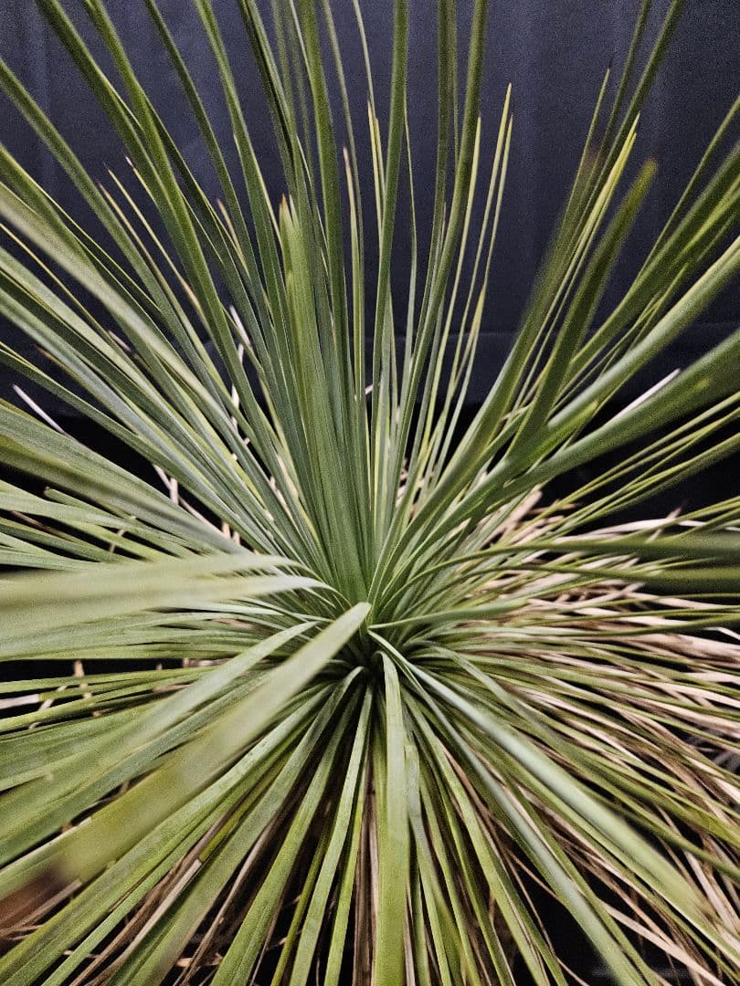 ユッカ リネアリフォリア (お)曲がり