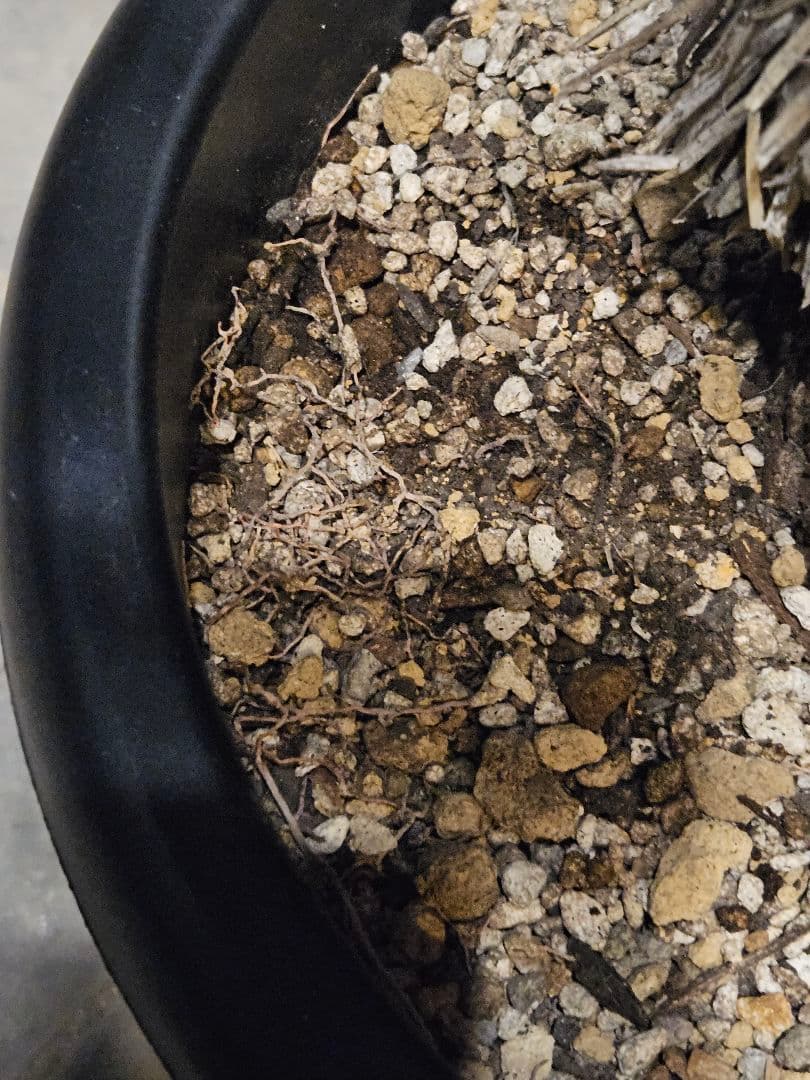 ユッカ リネアリフォリア (お)曲がり