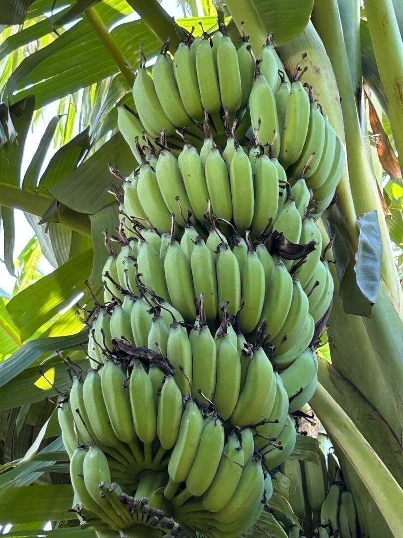 準親株。255㎝来夏収穫濃厚◆ドワーフ・ヌアンジュンバナナ◆TV放映。低木耐寒強