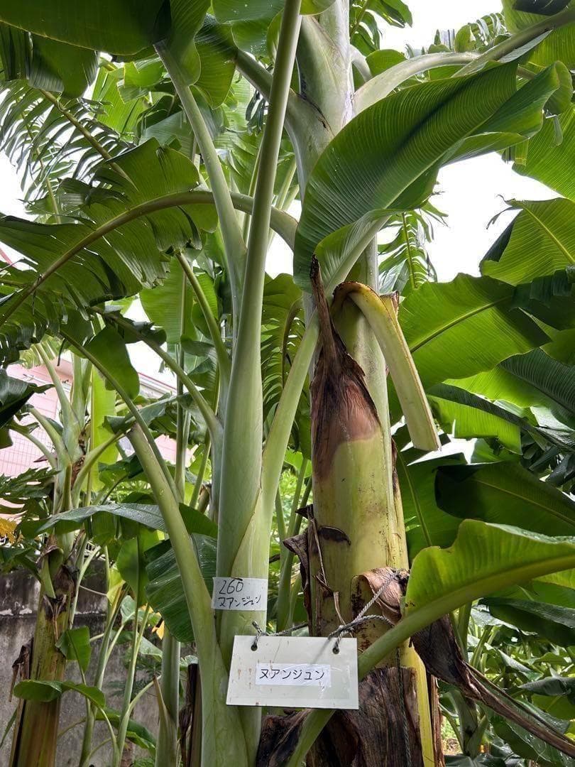準親株。255㎝来夏収穫濃厚◆ドワーフ・ヌアンジュンバナナ◆TV放映。低木耐寒強