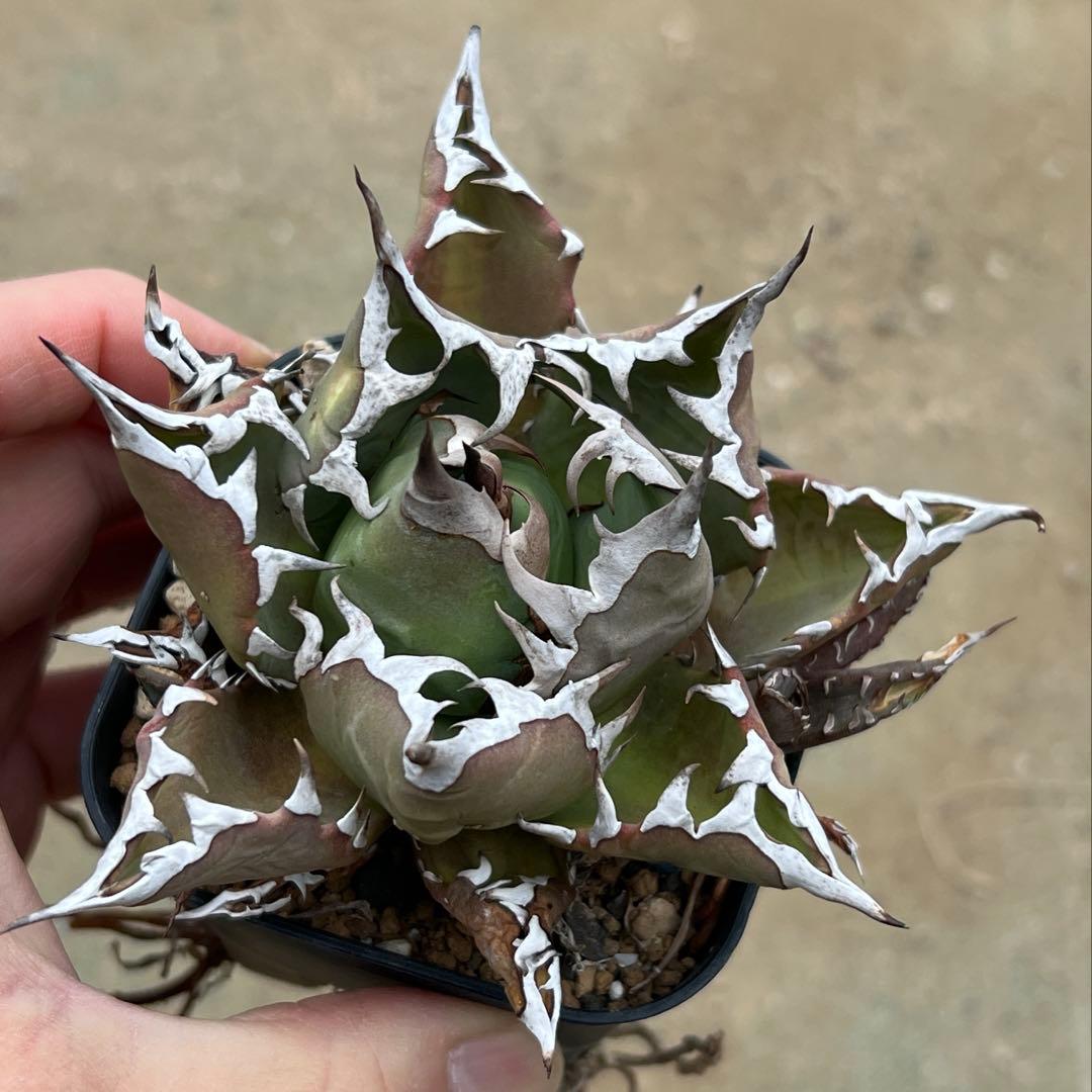 アガベ　チタノタ　農大　国産　活着済